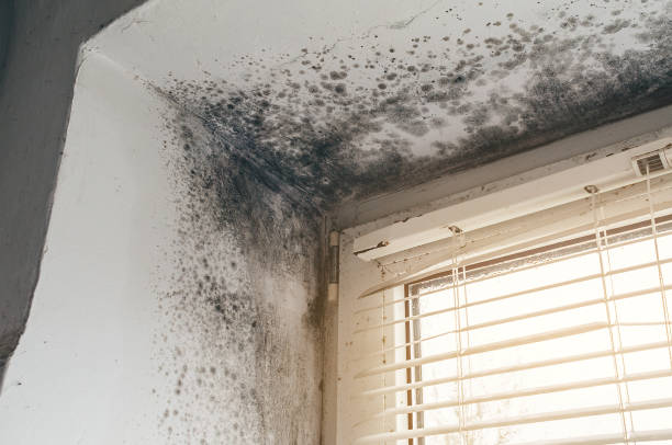 Affordable Black Mold Remediation solutions in Comer, GA